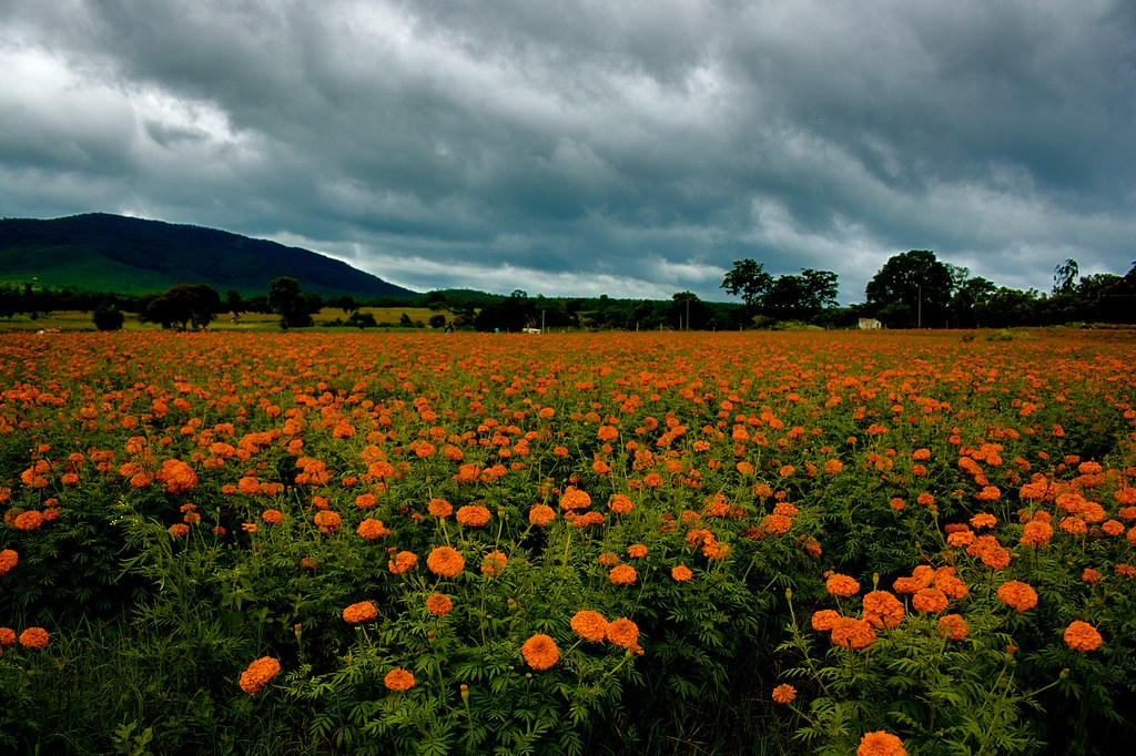 Marigold Seedlings - View 2